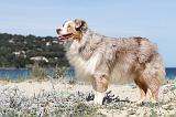BERGER AUSTRALIEN 362